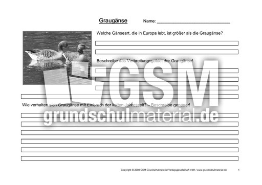 Arbeitsblatt-Graugänse-1.pdf